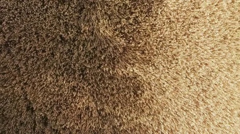 Wind moving through field Video stock 69071079