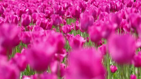 Wind moving through field with pink tulips Stock Footage 24693332