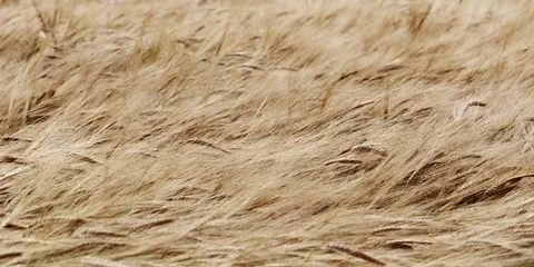 Wind moving through golden barley field at sunset Stock Footage 321189068