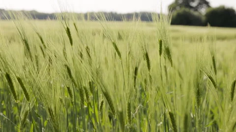 Wind moving through green barley field in rural countryside Vídeos de archivo 335836505