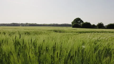 Wind moving through green barley field in rural countryside Stock Footage 335836520