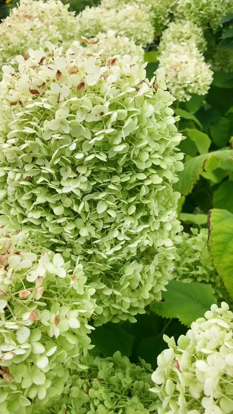 Wind moving through Hydrangea flowers Vídeos de archivo 345679072