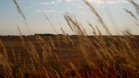 Wind moving through tall prairie grass Stock-Footage 345530988