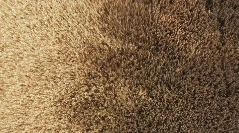 Wind moving through wheat field Stock Footage 69071072