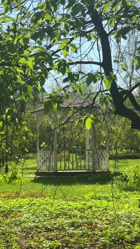 Wind Moving Tree Branches Around Gazebo in Spring City Park Footage Stock Footage 334678427