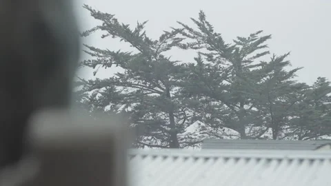 Wind moving tree during rain in winter Stock Footage 233381820