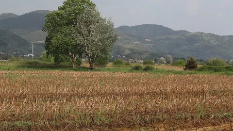 Wind moving tree in a field Stock Footage 89936230