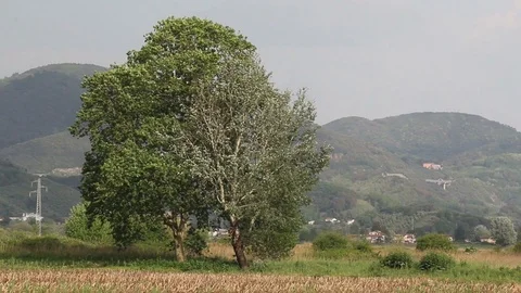 Wind moving tree in a field Stock Footage 89936236