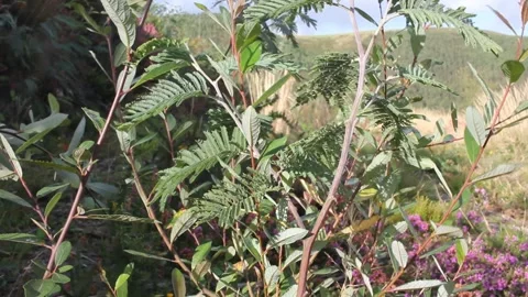 Wind moving twigs in the mountains Stock Footage 270232923