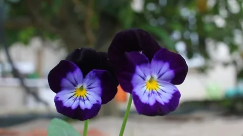 Wind moving two small flowers Stock Footage 255912092