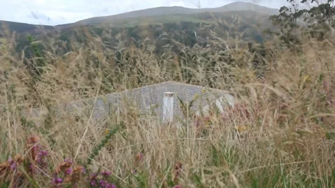 Wind moving weeds in the mountains Video stock 242756954