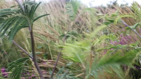 The wind moving wild plants in the mountains Stock Footage 260226381