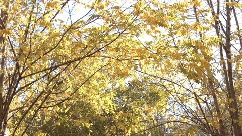 Wind moving yellowed leaves of some trees in autumn in a forest of Catalonia Stock Footage 123045611