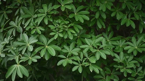 Wind Nature Tree02 Stock Footage 103282205