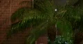 Wind Night Palm Tree HD Footage
