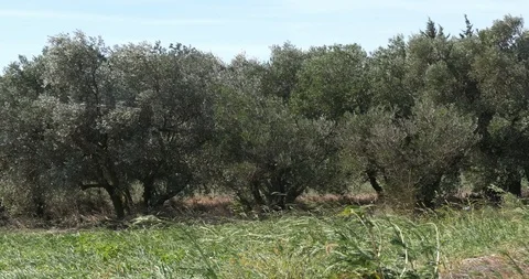 Wind in the Olive's Tree near Maussane Les Alpilles in the South East of Fran Stock Footage 101282124