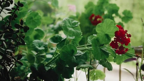 The wind is outside. Flowers on the balcony bend in the wind Stock Footage 131057462