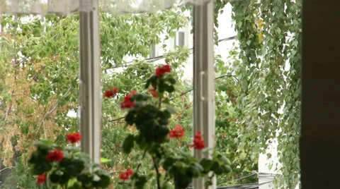 The wind outside the window, Stock Footage 32864107