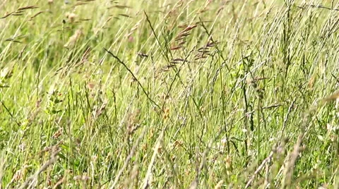 Wind over field Vídeo Stock 45064656