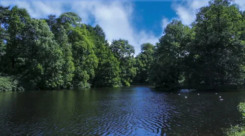Wind over the forest lake Stock Footage 51314068
