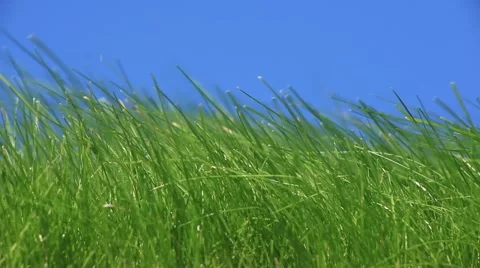 Wind over a grass. Stock Footage 44191534