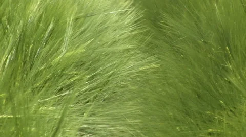 Wind over grass - green wheat field 02 Stock-Footage 22787599