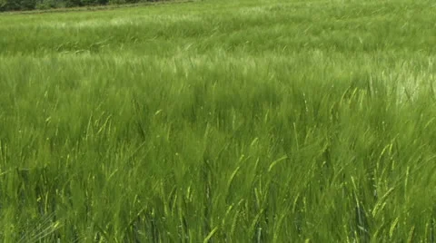 Wind over grass - green wheat field 01 Stock-Footage 22788277