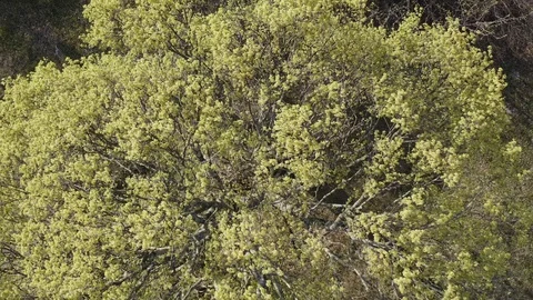 Wind over maple tree Stock Footage 127858244