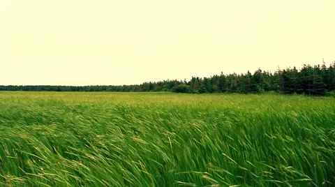 Wind over natural grass field Видео 54931735