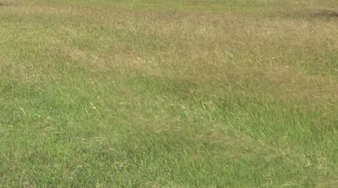 Wind over open field Stock Footage 22918344