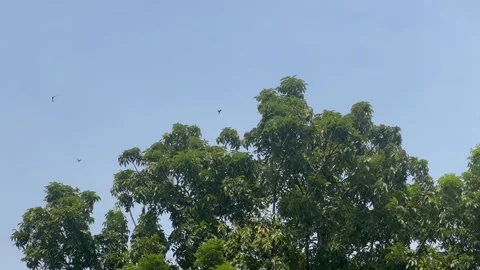 Wind over trees at jakarta Stock Footage 260887976
