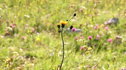 Wind over wild flowers Stock Footage 45065534