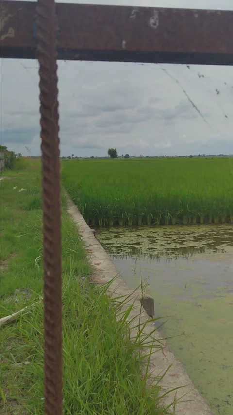 Wind in paddy field Stock Footage 311904433