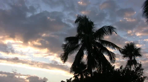 Wind in palm trees at 29.9 fps Stock-Footage 44817113