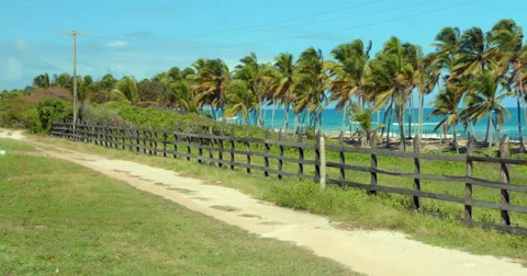 Wind in palm trees on tropical beach Stock Footage 47626862