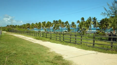 Wind in palm trees on tropical beach Stock Footage 47655536
