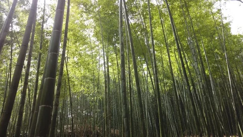 The wind passing through a bamboo forest in Arashiyama Kyoto, Japan Stock Footage 129302402