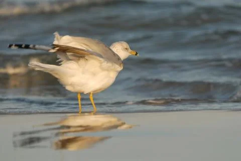 Into The Wind Stock Photos