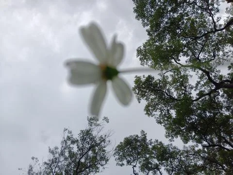 Wind Stock Photos