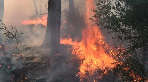 Wind picking up. Forest Fire Stock Footage 9443012