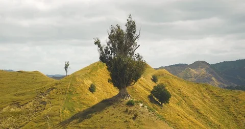 Wind picks up around single lone tree Stock Footage 98790724