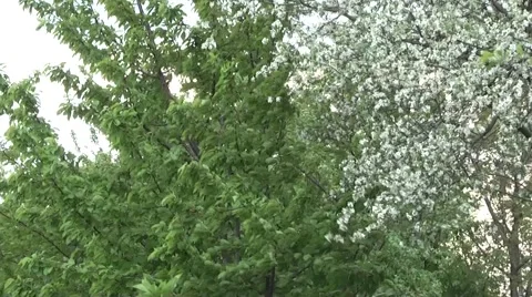 Wind picks petals from a cherry, looks like snow. Stock Footage 5504430
