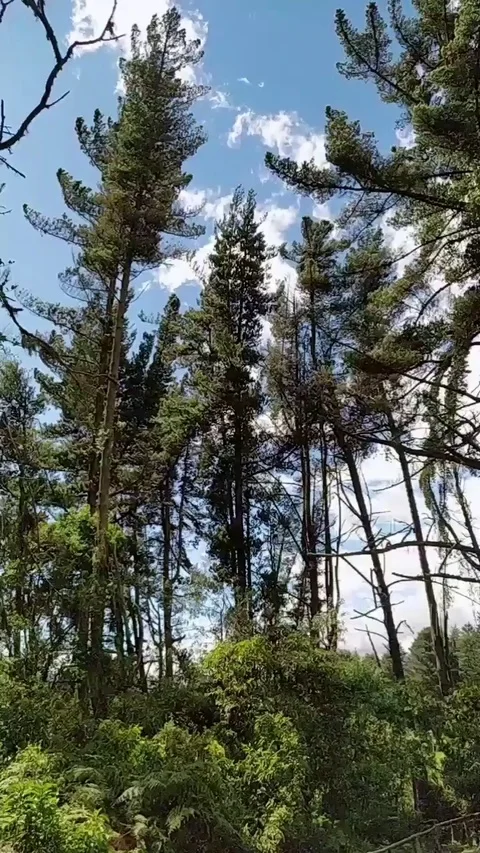 Wind in a pine tree forest Stock Footage 126994744