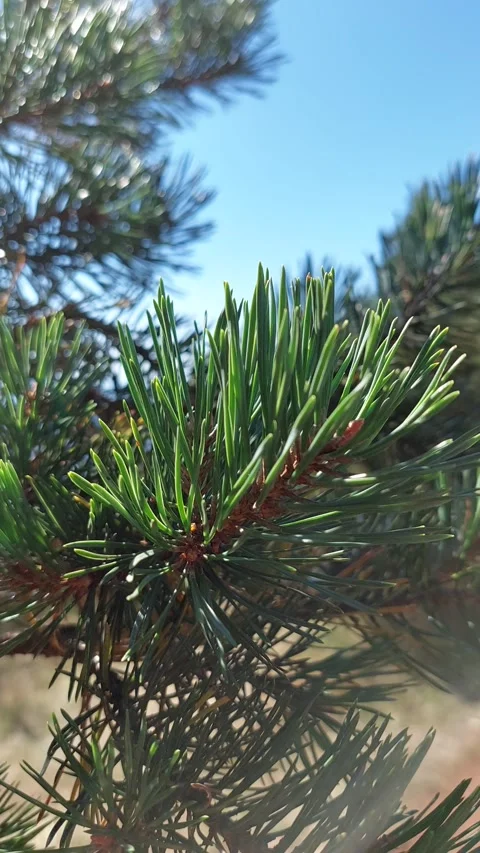 Wind In The Pine Trees Short Video Video stock 250090051