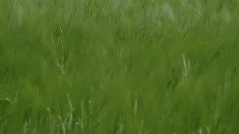 Wind Pins Young Wheat Growing at The Spring Field Stock Footage 147154720