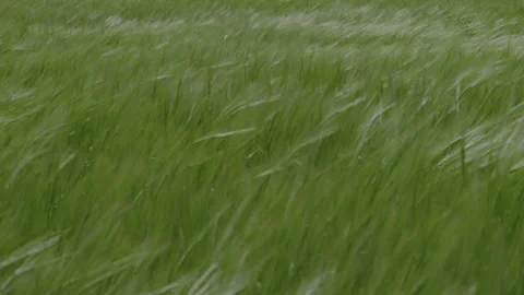 Wind Pins Young Wheat Growing at The Spring Field Stock Footage 147671986