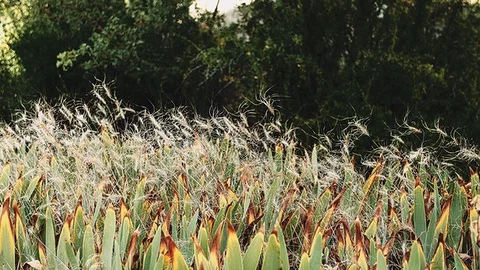 Wind in the plants 1 Stock Footage 93790025