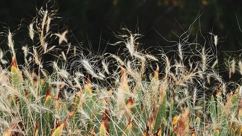 Wind in the plants 1 Stock Footage 93790170