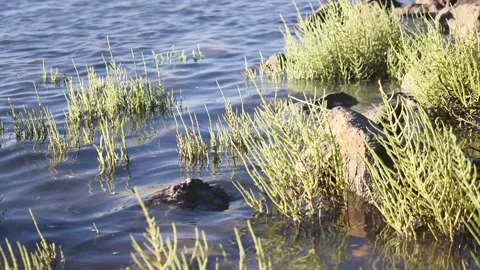Wind, plants and lake Stock Footage 153035690