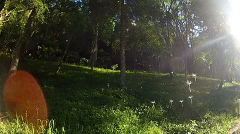 Wind plants 库存影片 27290924